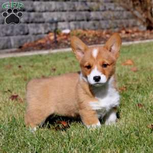 Winnie, Pembroke Welsh Corgi Puppy