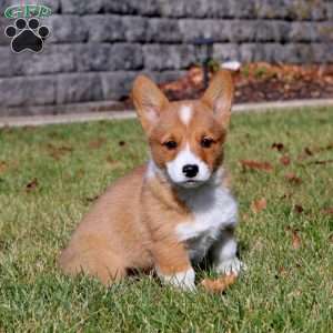 Winnie, Pembroke Welsh Corgi Puppy