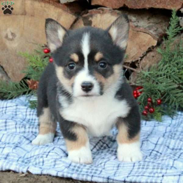 Winston, Pembroke Welsh Corgi Puppy