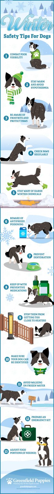 Winter Safety Tips For Dogs - Infographic by Greenfield Puppies