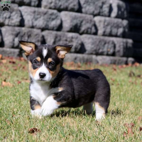 Wonder, Pembroke Welsh Corgi Puppy