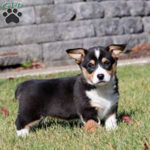 Wonder, Pembroke Welsh Corgi Puppy