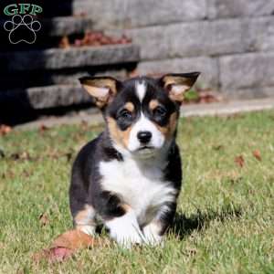 Wonder, Pembroke Welsh Corgi Puppy