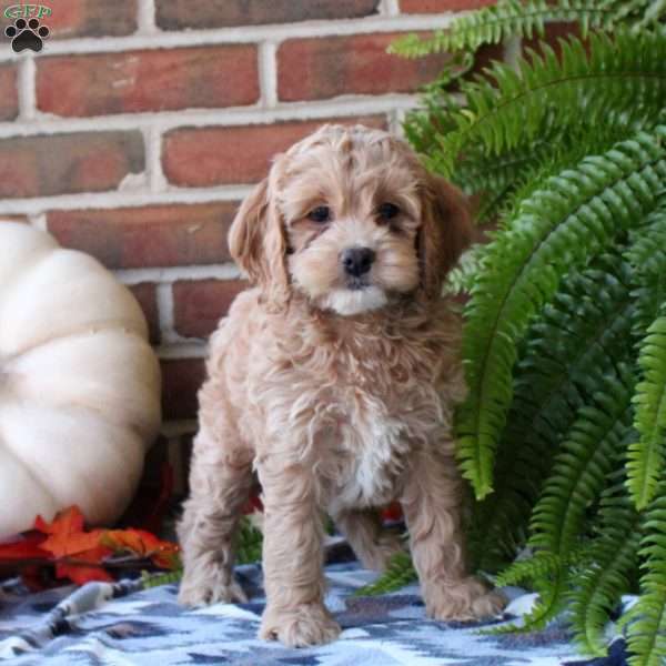 Wren, Cockapoo Puppy