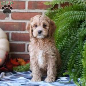 Wren, Cockapoo Puppy