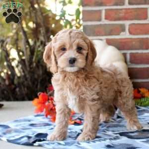 Wren, Cockapoo Puppy