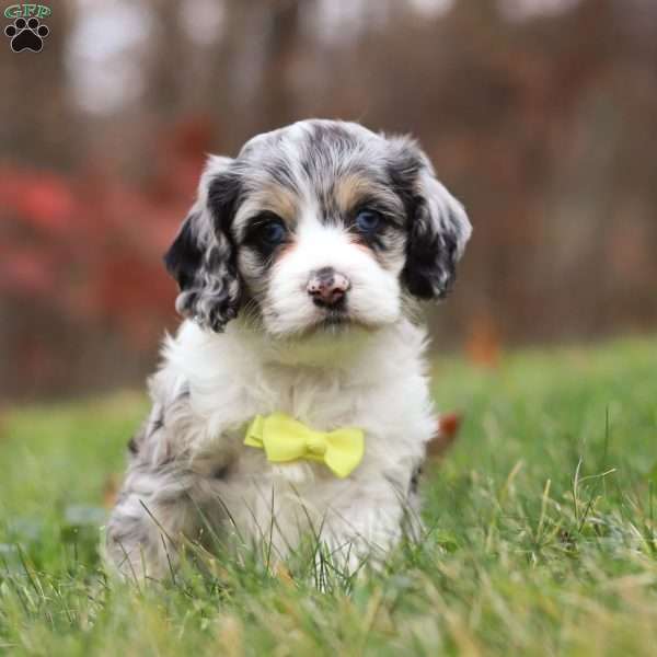 Wyatt, Cockapoo Puppy