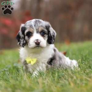 Wyatt, Cockapoo Puppy