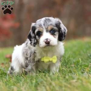 Wyatt, Cockapoo Puppy