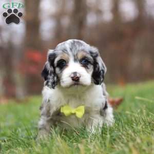 Wyatt, Cockapoo Puppy