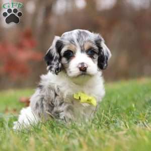 Wyatt, Cockapoo Puppy