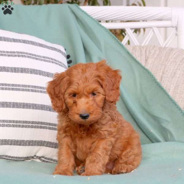 Xaiden, Mini Goldendoodle Puppy