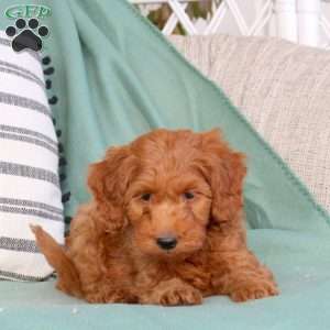 Xaiden, Mini Goldendoodle Puppy