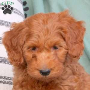 Xaiden, Mini Goldendoodle Puppy