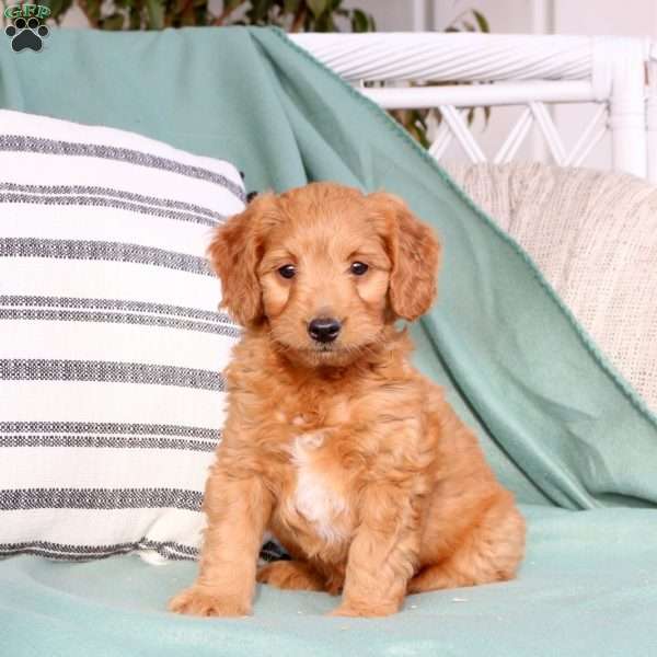 Xander, Mini Goldendoodle Puppy