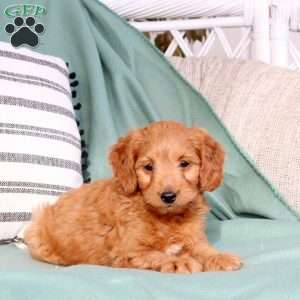 Xander, Mini Goldendoodle Puppy