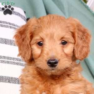 Xander, Mini Goldendoodle Puppy