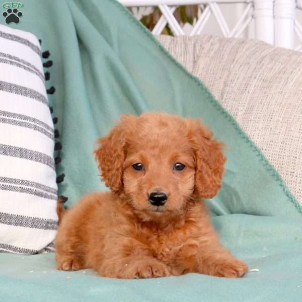 Xaria, Mini Goldendoodle Puppy