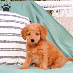 Xaria, Mini Goldendoodle Puppy