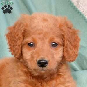 Xaria, Mini Goldendoodle Puppy