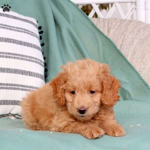 Xavi, Mini Goldendoodle Puppy