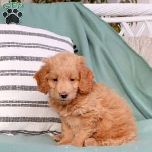 Xavi, Mini Goldendoodle Puppy