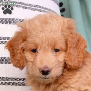 Xavi, Mini Goldendoodle Puppy