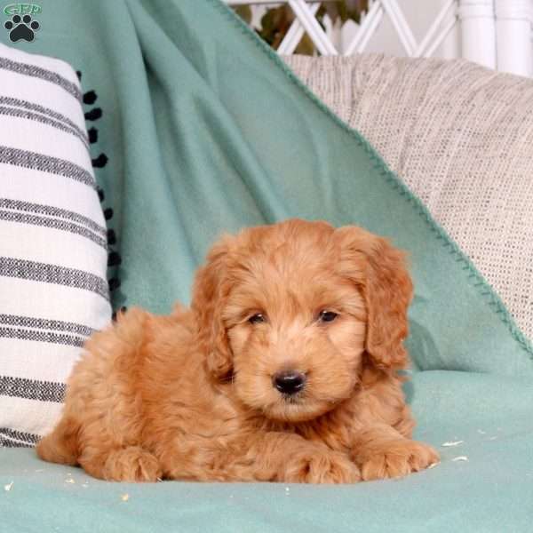 Xavier, Mini Goldendoodle Puppy