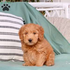 Xavier, Mini Goldendoodle Puppy