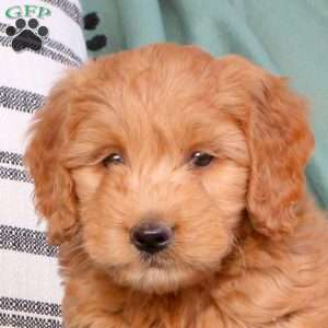 Xavier, Mini Goldendoodle Puppy