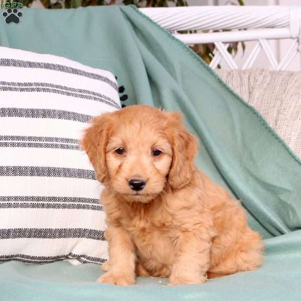 Xavion, Mini Goldendoodle Puppy