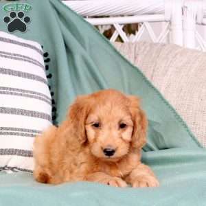 Xavion, Mini Goldendoodle Puppy