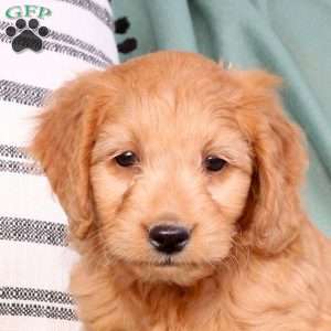 Xavion, Mini Goldendoodle Puppy