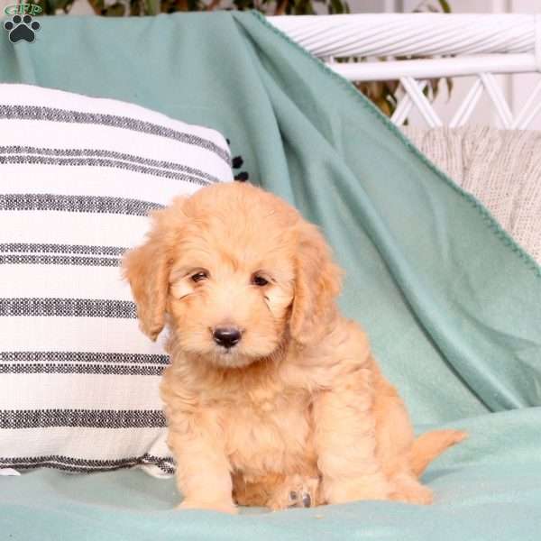 Xena, Mini Goldendoodle Puppy