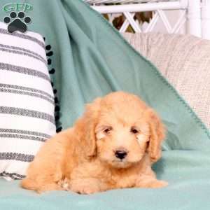 Xena, Mini Goldendoodle Puppy