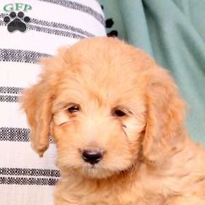 Xena, Mini Goldendoodle Puppy