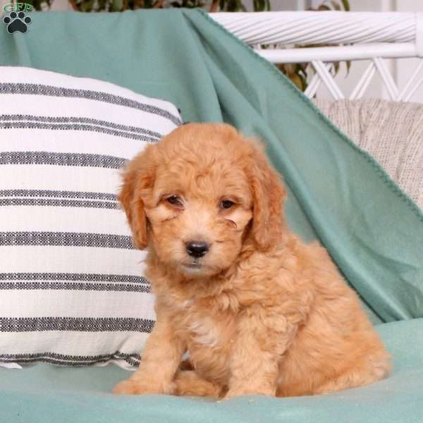 Xia, Mini Goldendoodle Puppy