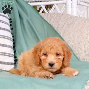 Xia, Mini Goldendoodle Puppy