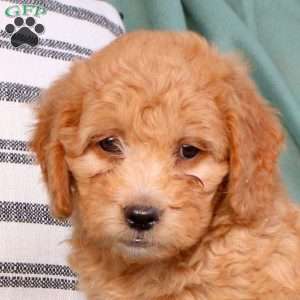 Xia, Mini Goldendoodle Puppy