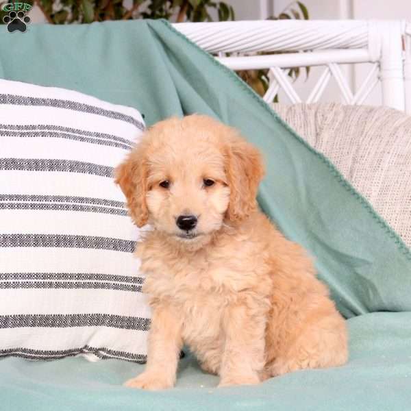 Xyla, Mini Goldendoodle Puppy