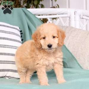 Xyla, Mini Goldendoodle Puppy