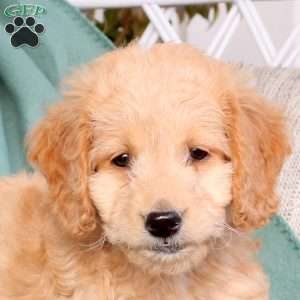 Xyla, Mini Goldendoodle Puppy