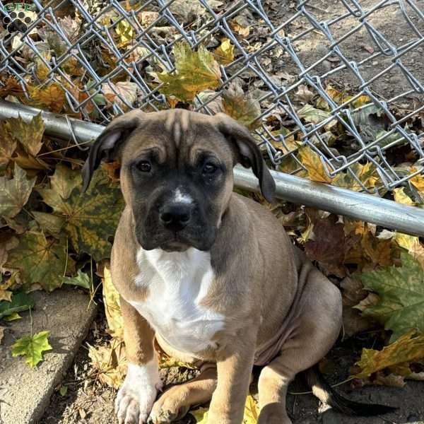 Yellow, American Bully Puppy