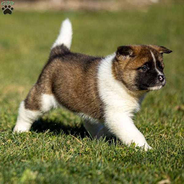 Zac, Akita Puppy