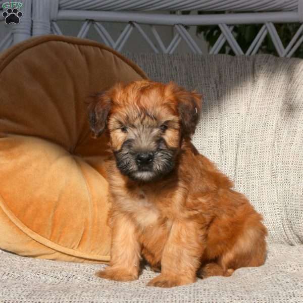 Zach, Soft Coated Wheaten Terrier Puppy