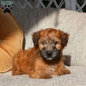 Zach, Soft Coated Wheaten Terrier Puppy