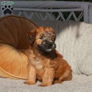 Zach, Soft Coated Wheaten Terrier Puppy