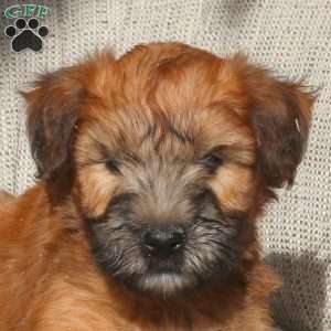 Zach, Soft Coated Wheaten Terrier Puppy