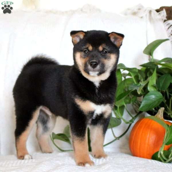 Zander, Shiba Inu Puppy