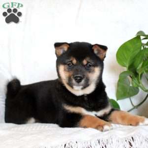 Zander, Shiba Inu Puppy